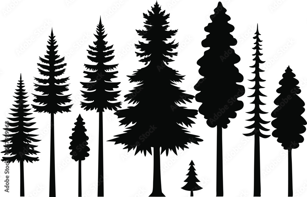 Fototapeta premium Silhouettes of evergreen trees in a forest setting