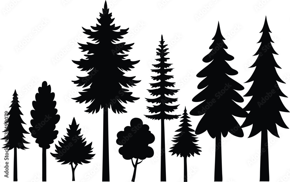Fototapeta premium Silhouettes of evergreen trees in a forest setting