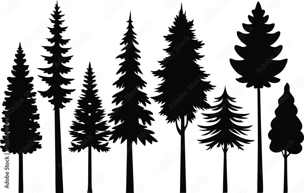 Fototapeta premium Silhouettes of evergreen trees in a forest setting