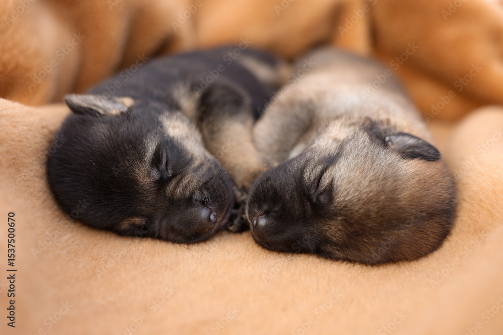 Obraz premium Cute sleeping puppies. Beautiful little dogs lie on bedspread.