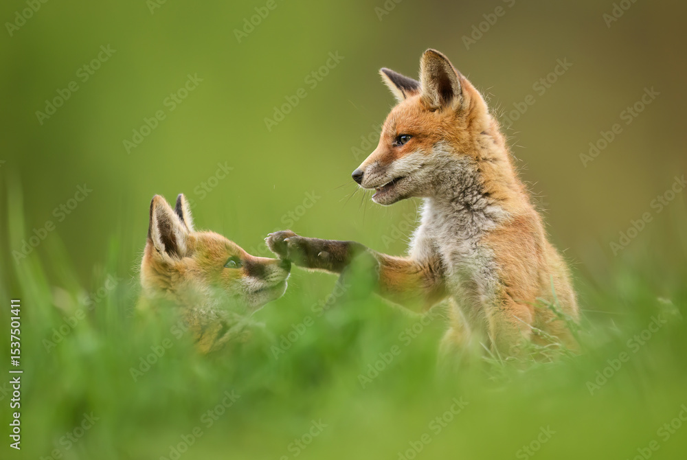 Fototapeta premium Cute young red fox ( Vulpes vulpes )