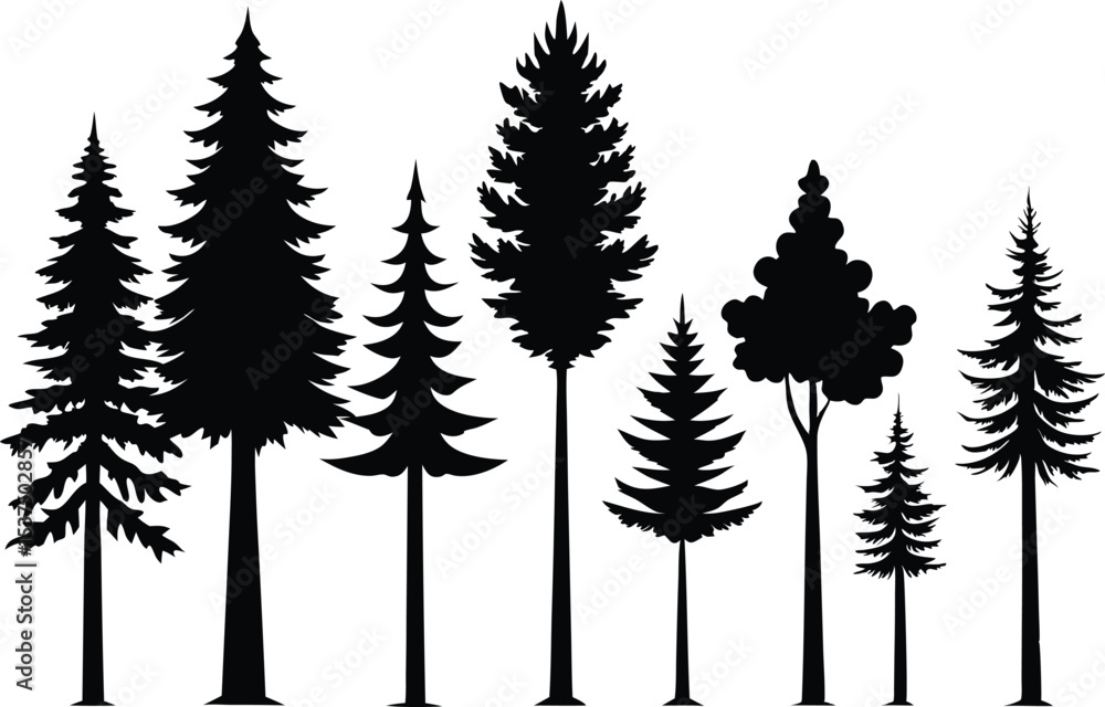Fototapeta premium Silhouettes of various evergreen and deciduous trees