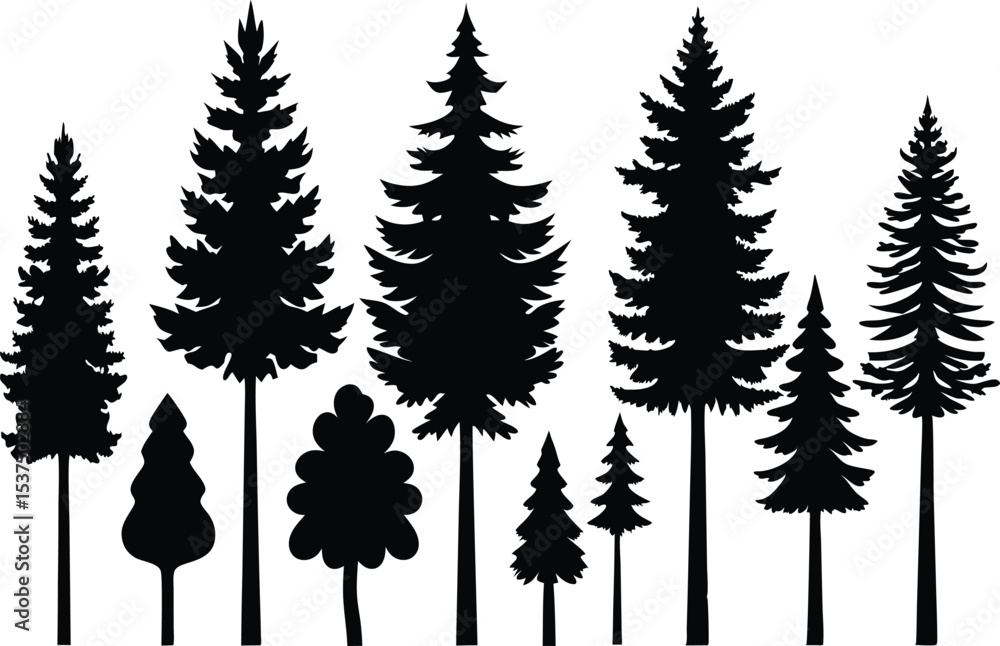 Fototapeta premium Silhouettes of various evergreen trees in a forest