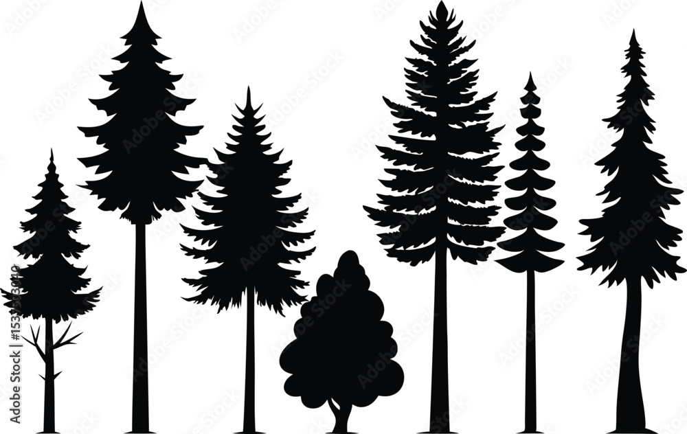 Fototapeta premium Silhouettes of various evergreen trees in a forest
