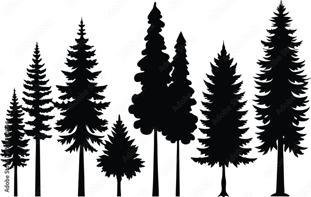 Fototapeta premium Silhouettes of evergreen trees in a forest scene