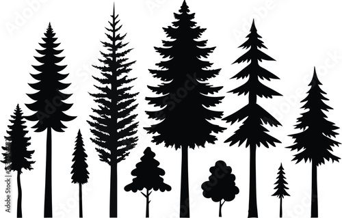 Silhouettes of various evergreen trees and conifers in a forest