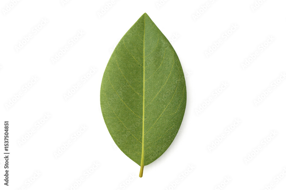 Fototapeta premium Green leaf isolated against transparency, revealing intricate venation and delicate botanical details, representing natural elegance