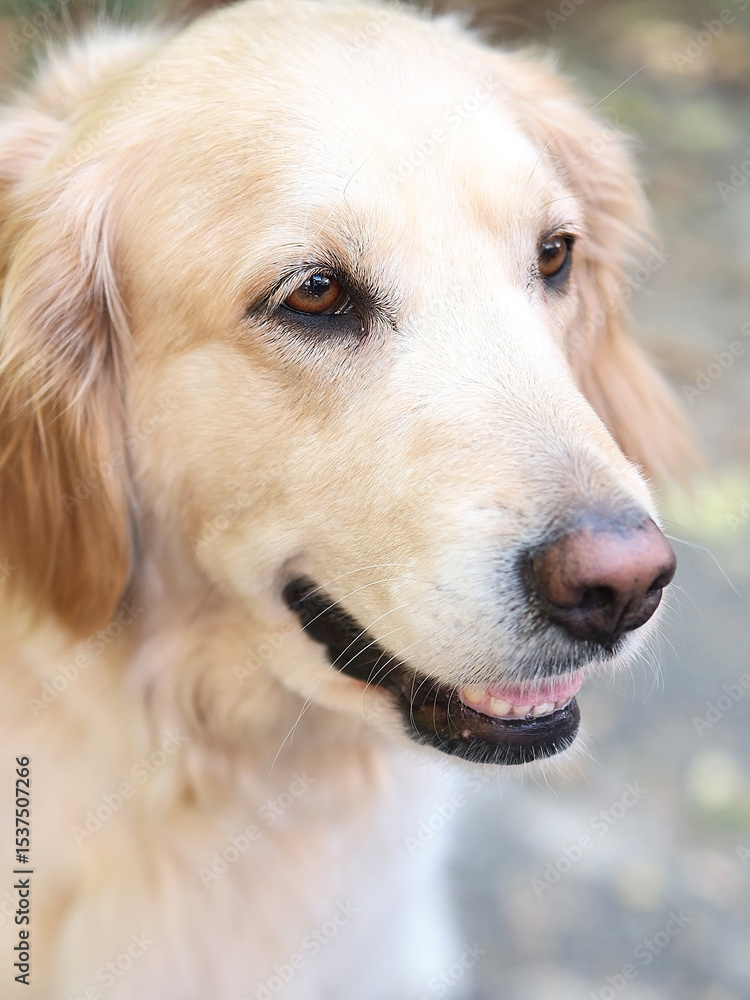 Portrait of a cute Golden Retriever dog outddor. High quality photo Portrait of a cute Golden Retriever dog outddor. High quality photo