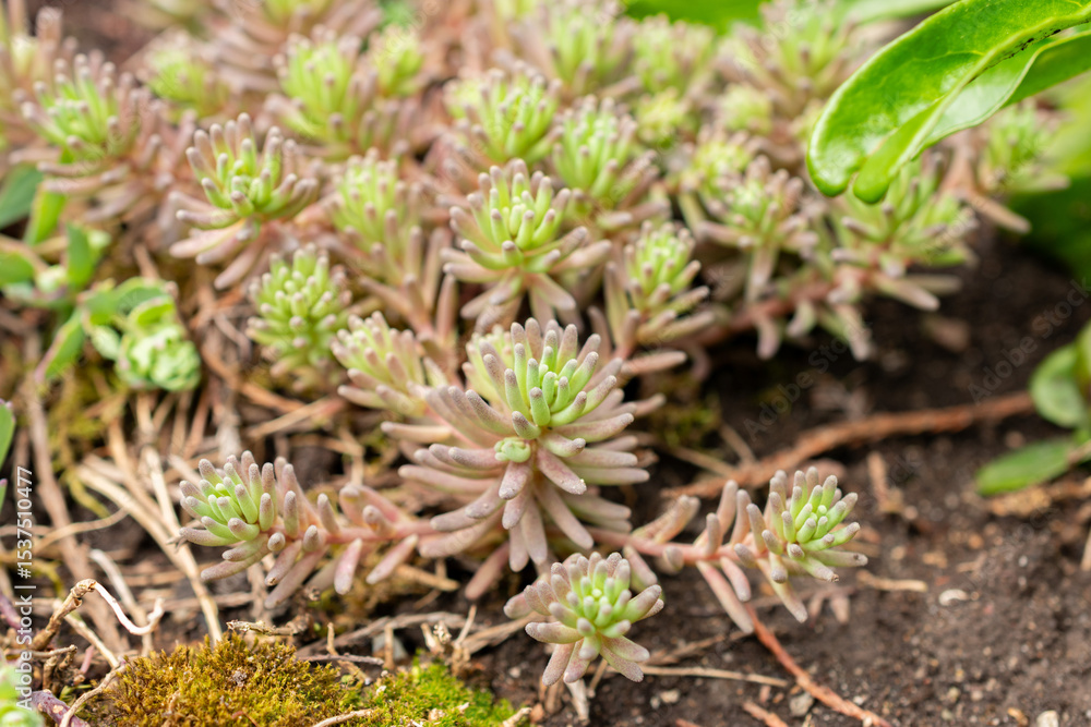 Obraz premium Sedum Tatarinowii plant in Saint Gallen in Switzerland 24.5.25