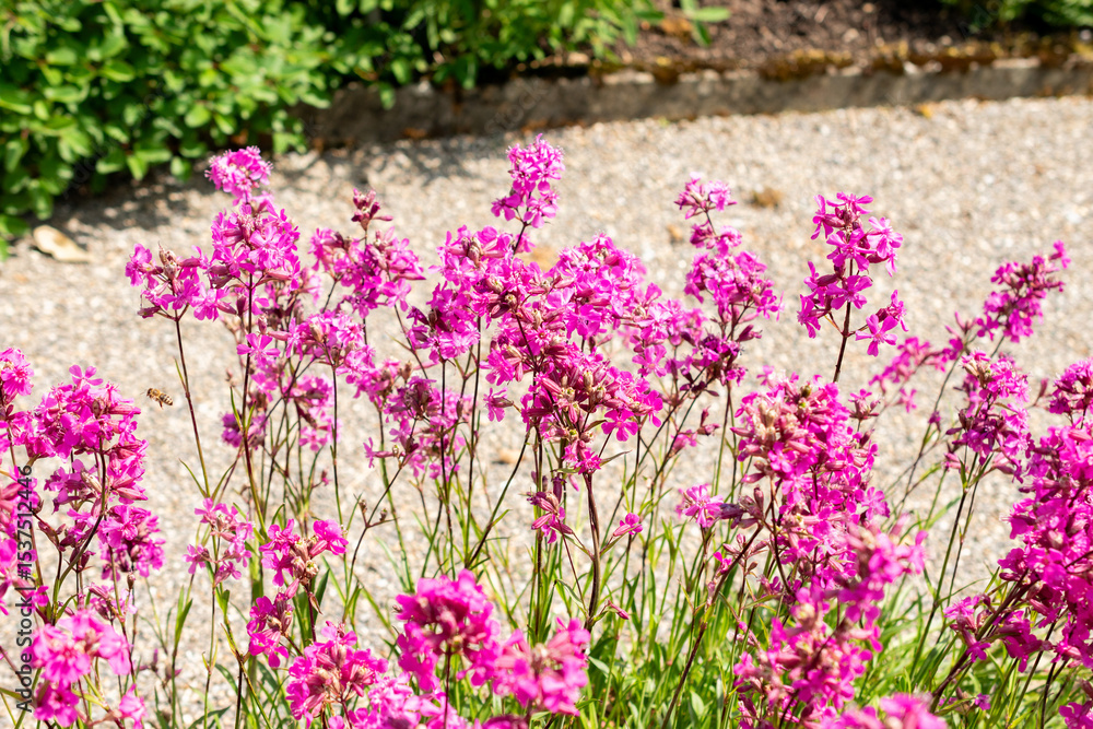 Obraz premium Clammy campion or Silene Viscaria plant in Saint Gallen in Switzerland 24.5.25