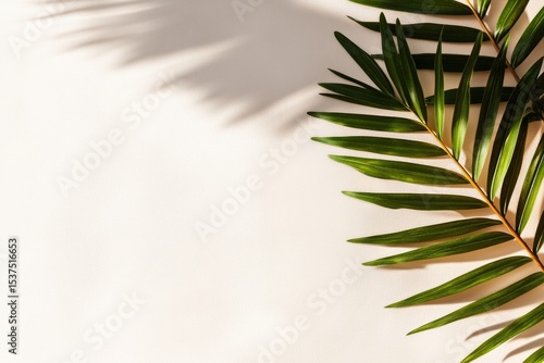 Bright Green Palm Leaves Cast Shadows on a Light Surface During Daytime