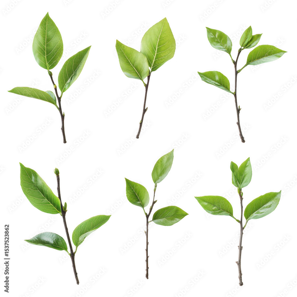Fototapeta premium Green leaves and stems collection isolated on transparent background