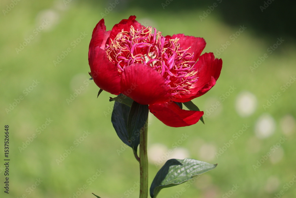 Obraz premium Red peony (cultivar Walter Mains) flower in summer garden