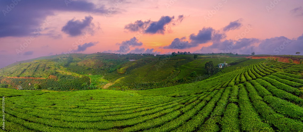 Fototapeta premium Green tea plantation sunset time Da lat, Vietnam, nature banner background