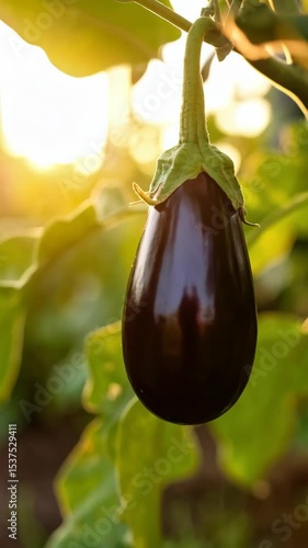 Close-up of a ripening eggplant hanging on a vine, sunlit in the garden with green leaves, organic food production.