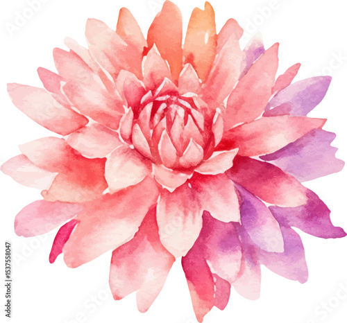 Watercolor painted dahlia flower. Hand drawn design element isolated on white background.