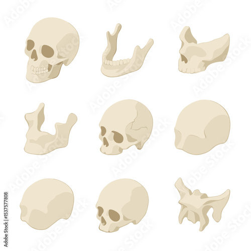 Anatomical Skull Icon Set. Isometric Flat icon set of anatomical skull parts: adult human skull, mandible, maxilla, zygomatic bone