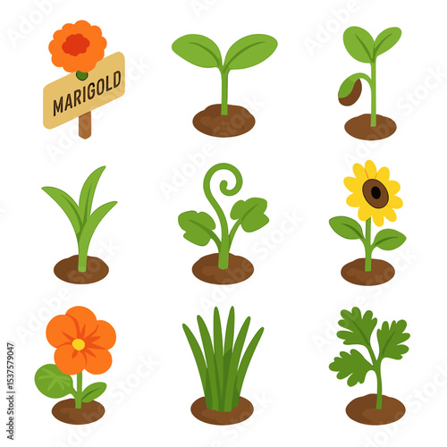 Companion Planting Icons. Isometric Flat icon set of companion planting: marigold marker, basil sprout, bean seedling, corn shoot,