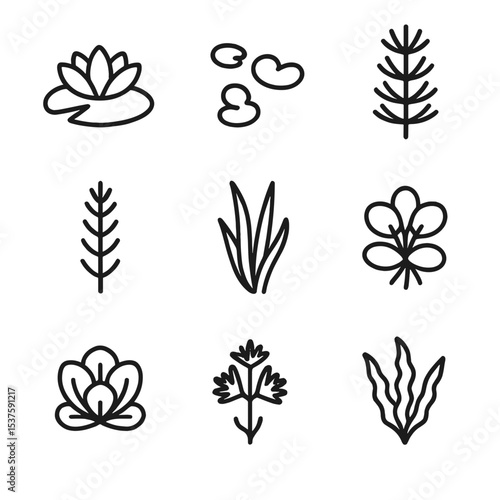 Aquatic Plant Icons. Outline icon set of aquatic plant species: water lily, duckweed, hornwort, anacharis, vallisneria, water