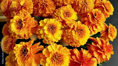 Close-up showcasing several vibrant orange marigold flowers, filling the frame, perfect for backgrounds and festive designs