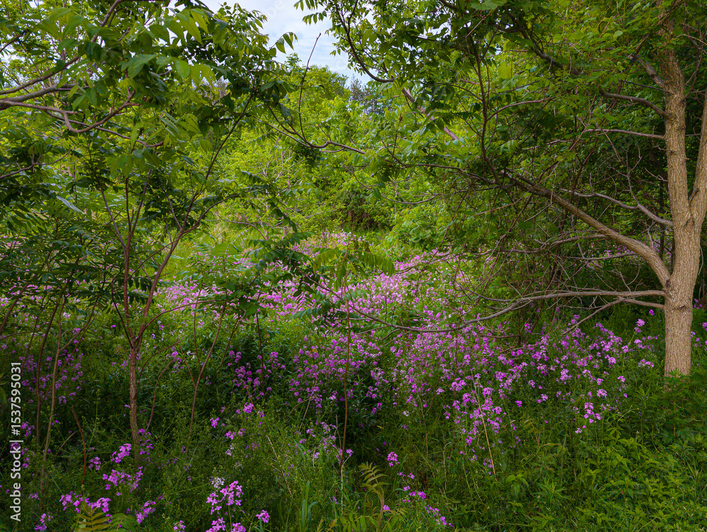 Fototapeta premium Wildflowers Blooming in Lush Forest Clearing