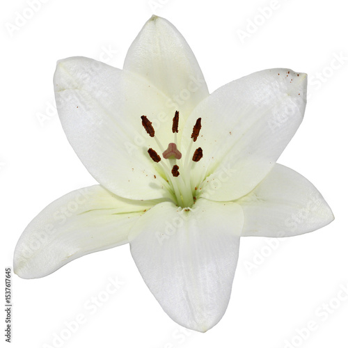 White lily flower in full bloom isolated on transparent background. Elegant, pure, and detailed petals ideal for wedding, botanical, or spiritual-themed visuals