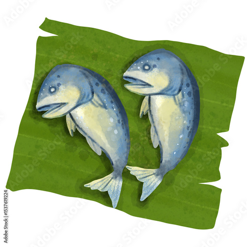 fish on a white background