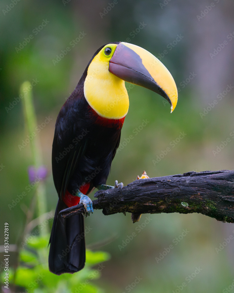 Fototapeta premium Yellow-throated Toucan