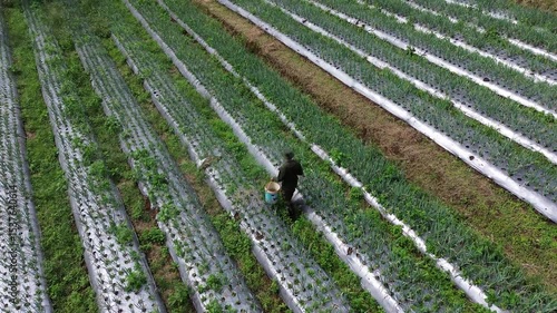 Aerial view of farmer cultivating scallions in farm with plastic mulch