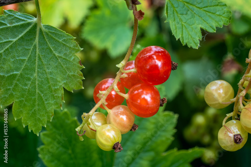 Red and unripe currants on a branch, with natural imperfections like dust and small webs. Captured in an Estonian garden near Narva in early July, during the golden hour, highlighting organic growth.
