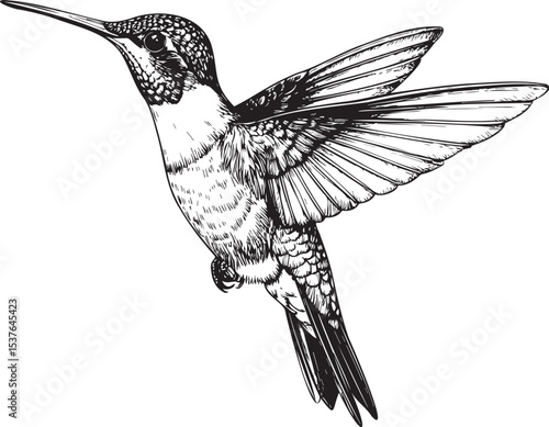 Hummingbird in Flight - Detailed Hand-Drawn Engraving