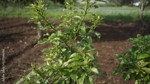 Wallpaper Mural Lush green foliage and branches of a tree sapling in outdoor setting Torontodigital.ca