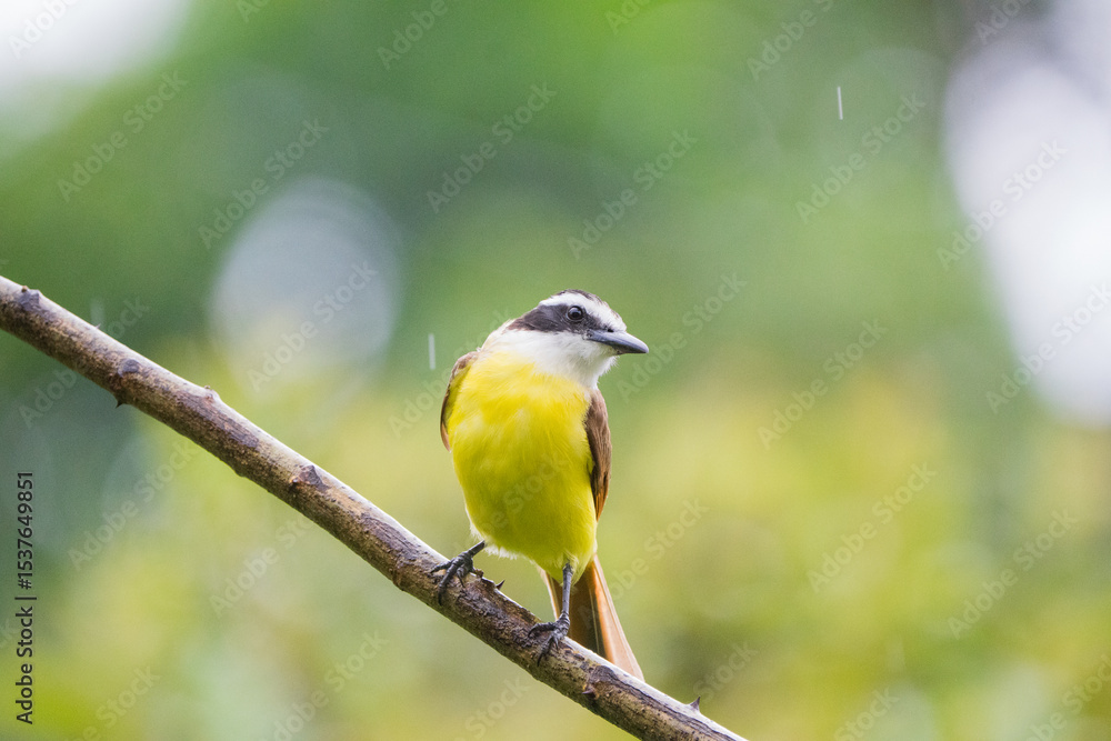 Fototapeta premium Great Kiskadee
