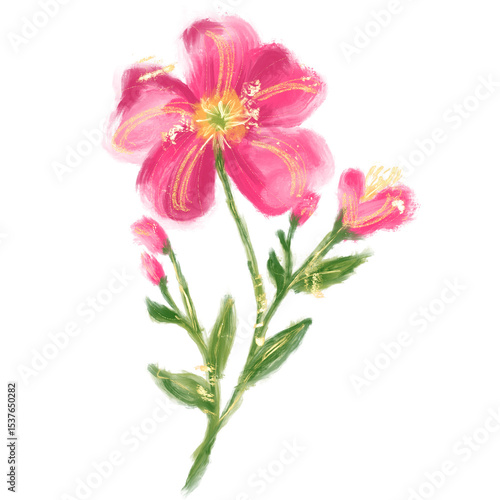 pink carnation flowers