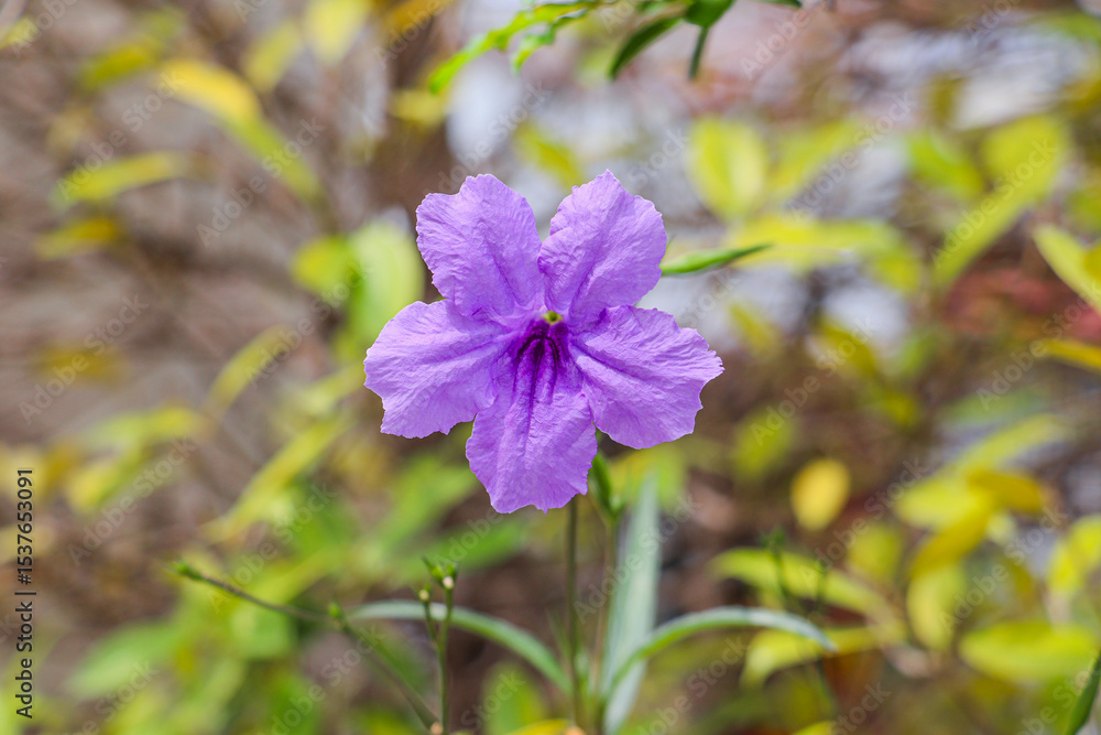 Obraz premium Ruellia Tuberosa Blooming Brightly Against Colorful Leaves In Peaceful Garden Setting