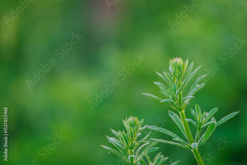 Foto Fresh green leaves of nightshade outdoors.