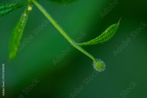 Bilde på lerret Macro close-up of a green ball with hooks from a nightshade plant on a stem with a leaf