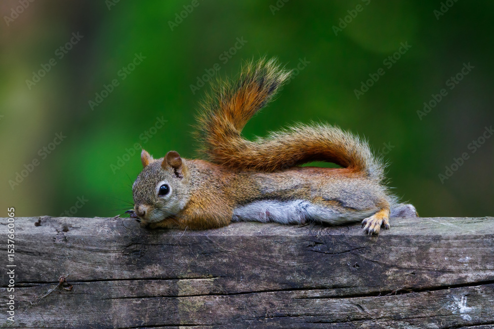Fototapeta premium American Red Squirrel (Tamiasciurus hudsonicus) lying down and resting, isolated with a green background during late spring. 