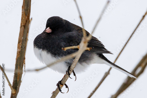 Close up of a Dark-eyed junco (Junco hyemalis) perched on a branch during winter in Wisconsin.