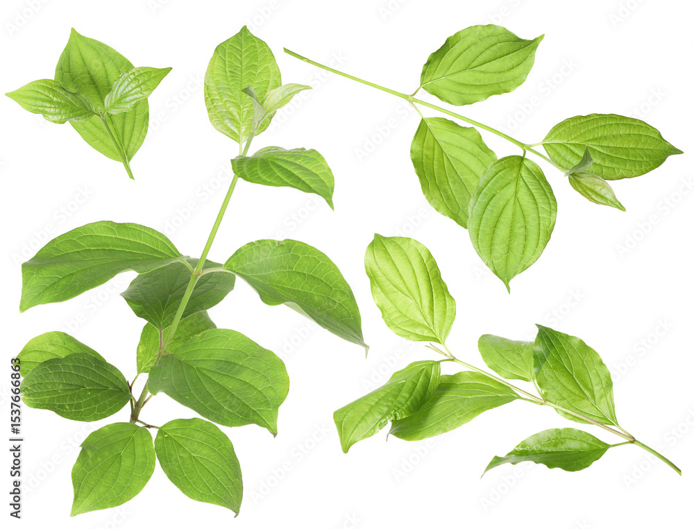 Fototapeta premium Branches with green leaves on white background, collage