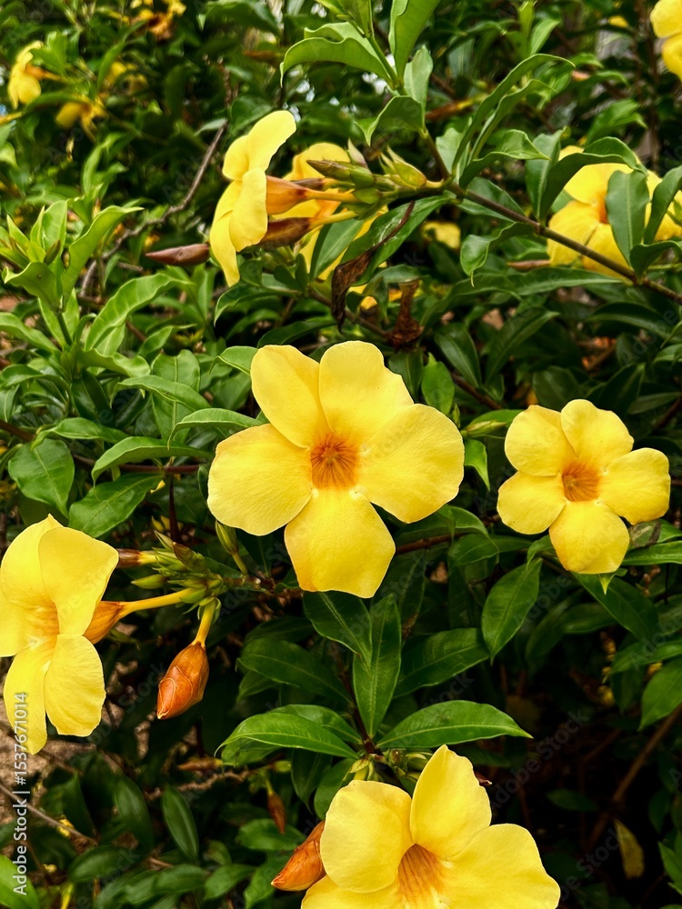 Obraz premium yellow flowers