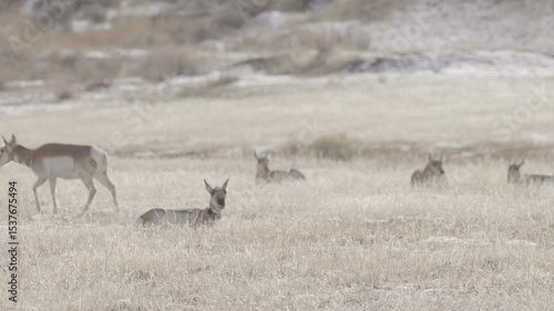 Herd of antelope one walking 