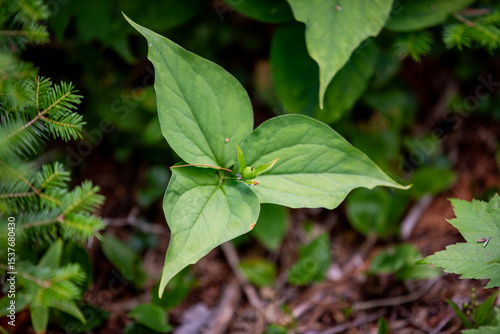 Wallpaper Mural The beautiful texture and colour of leaves in an Ontario forest. Torontodigital.ca