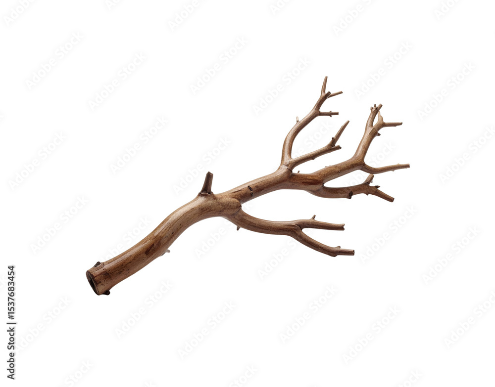 Fototapeta premium Smooth Brown Branch with Multiple Twigs and a Hollow End Isolated