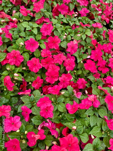 Wallpaper Mural Patch of dark pink impatiens flowers blooming in green leaves in spring  Torontodigital.ca