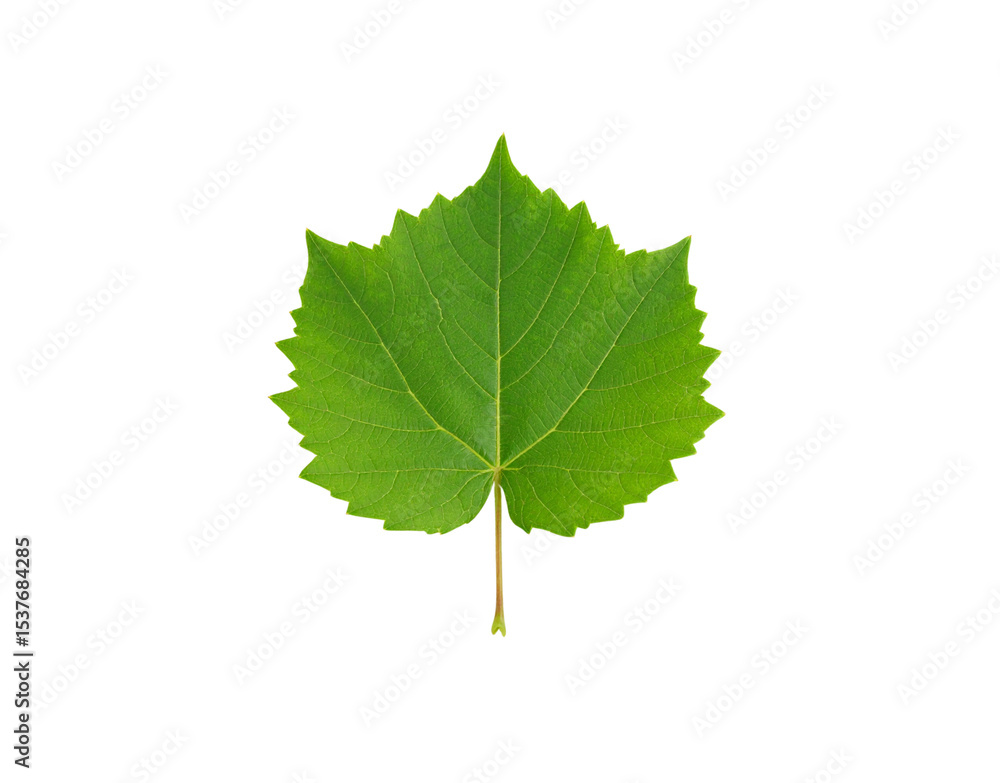 Vibrant Green Grape Leaf with Serrated Edges and Detailed Vein Structure Vibrant Green Grape Leaf with Serrated Edges and Detailed Vein Structure
