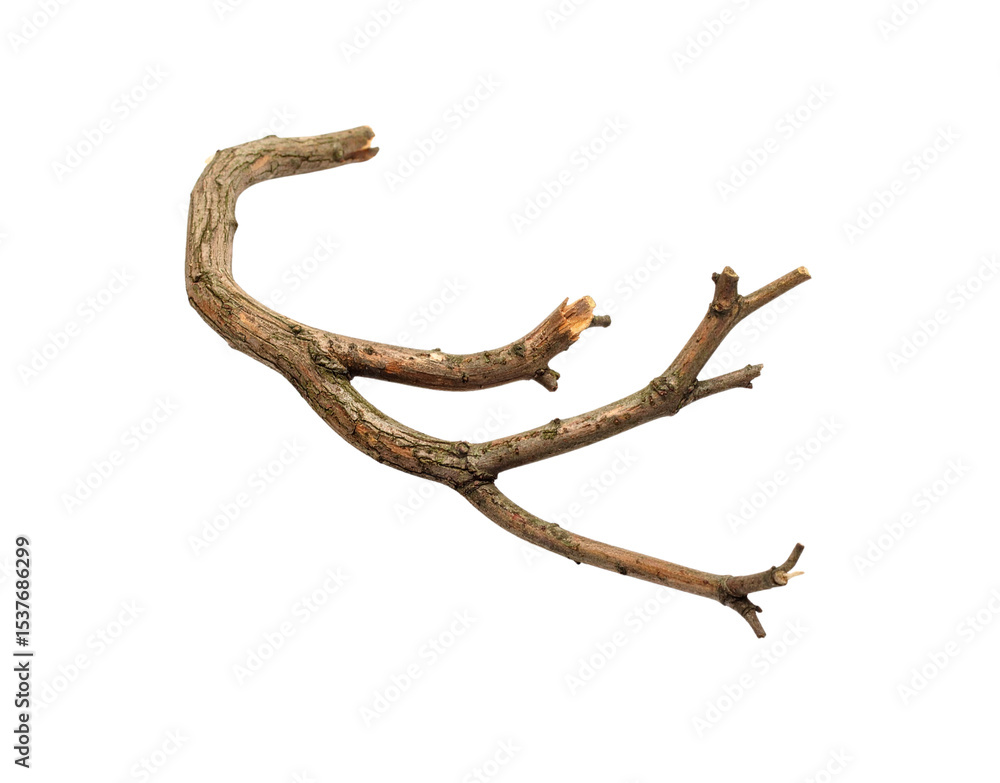 Fototapeta premium Weathered Branch with Three Prongs and a Curved End Isolated