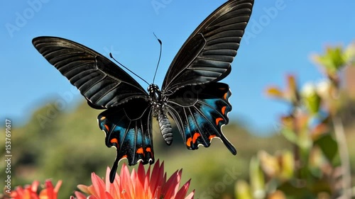 Black Swallowtail Butterfly on Orange Flower