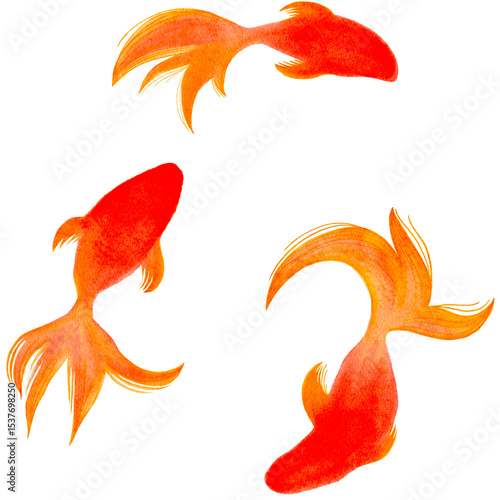 金魚　夏　水彩　和風　イラスト