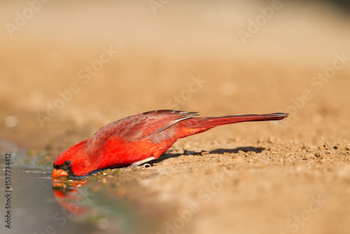 Red adult male Northern Cardinal drinking from a watering hole on a Texas ranch